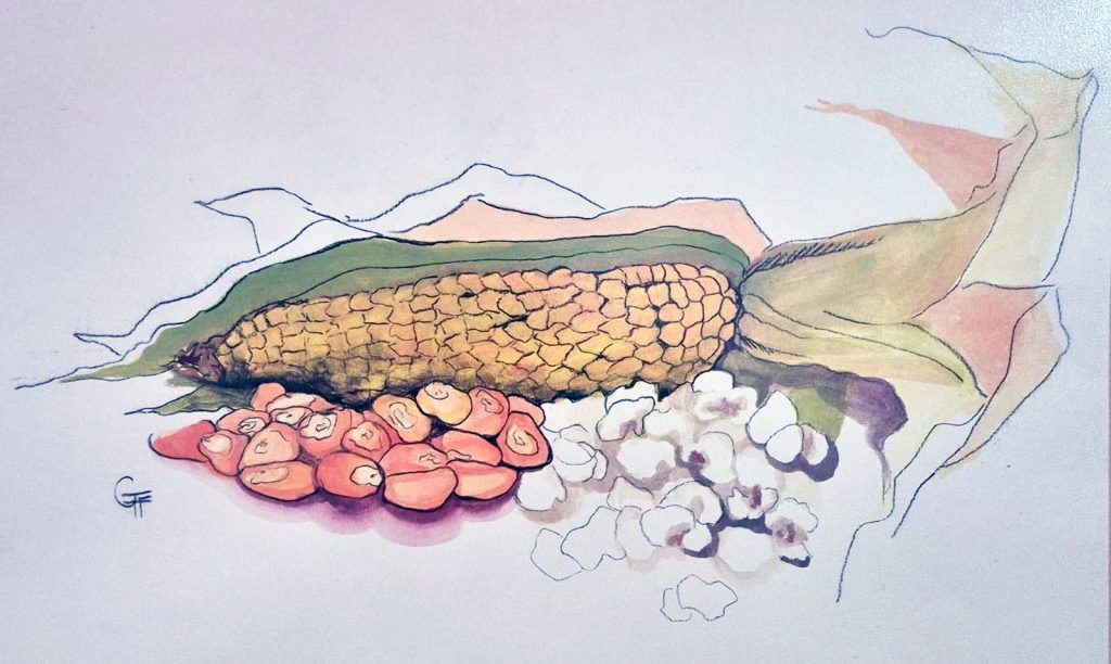 imagem de uma espiga de milho, com alguns milhos e pipoca espalhados ao lado da espiga